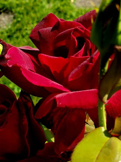 OKLAHOMA wielkokwiatowa róża