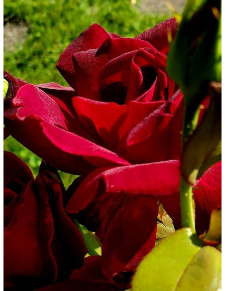 OKLAHOMA wielkokwiatowa róża