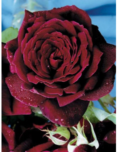 OKLAHOMA róża wielkokwiatowa