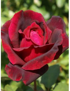 OKLAHOMA róża wielkokwiatowa 2