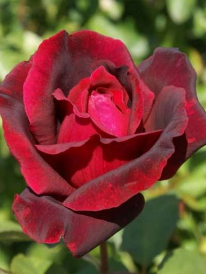 róża wielkokwiatowa OKLAHOMA