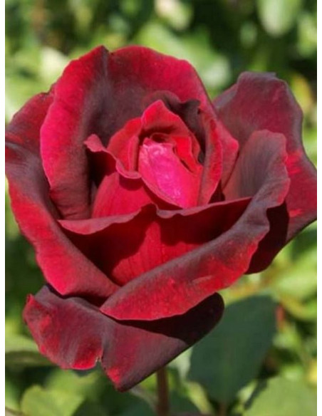 róża wielkokwiatowa OKLAHOMA