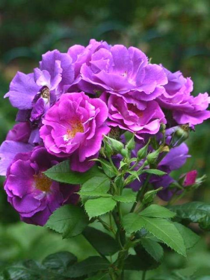 róże niebieskie RHAPSODY IN BLUE