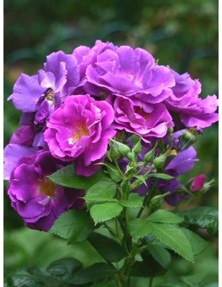 róże niebieskie RHAPSODY IN BLUE