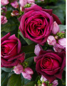 GRAFIN DIANA® róża wielkokwiatowa 2