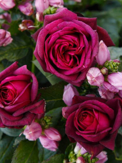 GRAFIN DIANA róża wielkokwiatowa