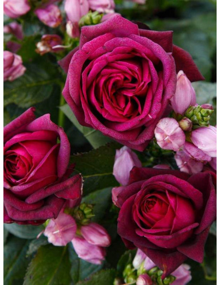 GRAFIN DIANA róża wielkokwiatowa