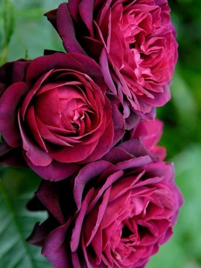 róża wielkokwiatowa GRAFIN DIANA®