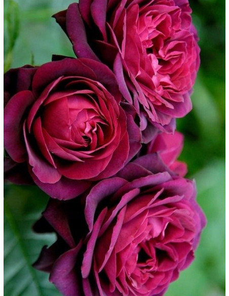 róża wielkokwiatowa GRAFIN DIANA®