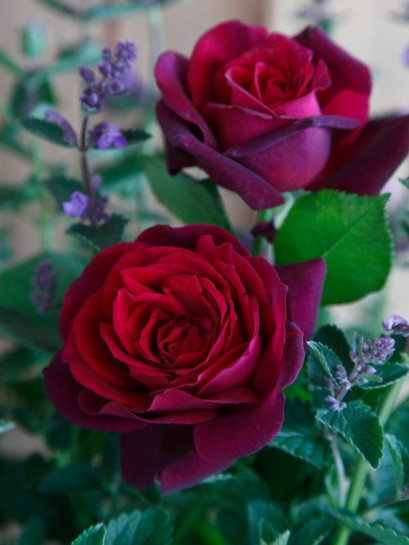 wielkokwiatowa róża GRAFIN DIANA