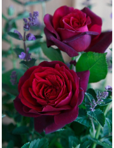 wielkokwiatowa róża GRAFIN DIANA