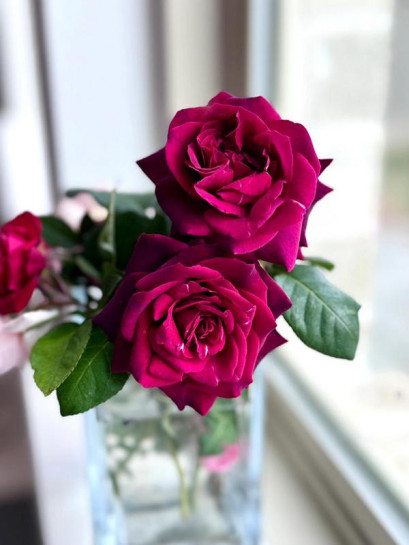 GRAFIN DIANA wielkokwiatowa róża