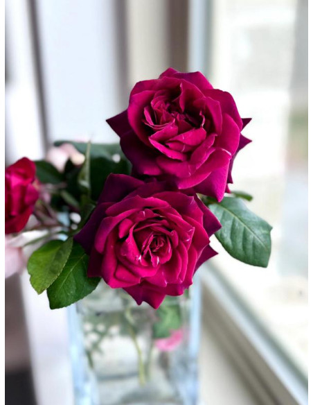 GRAFIN DIANA wielkokwiatowa róża