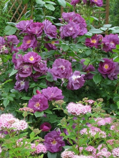 RHAPSODY IN BLUE roza niebieska