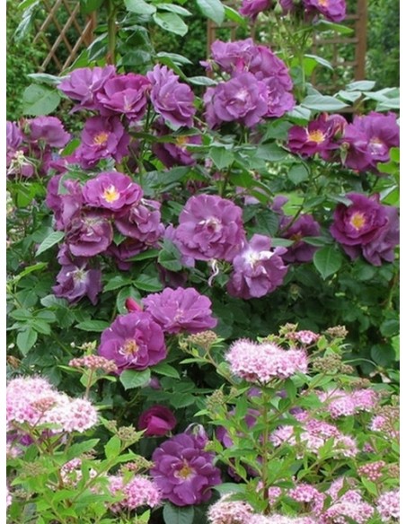 RHAPSODY IN BLUE roza niebieska