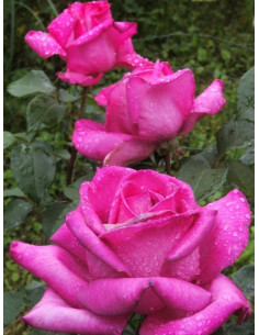 PAROLE® róża wielkokwiatowa 2