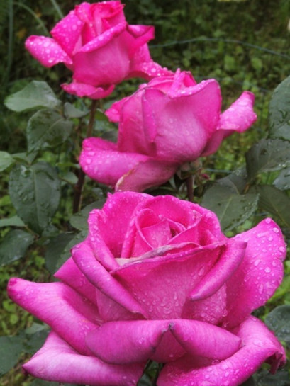 PAROLE® wielkokwiatowa róża