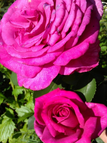 PAROLE® róża wielkokwiatowa