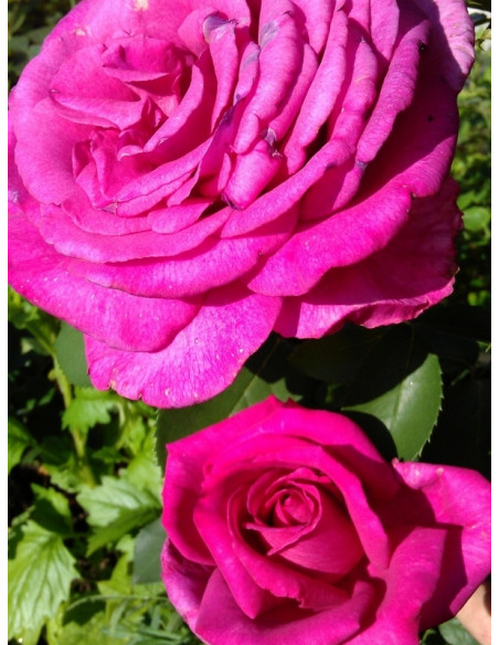 PAROLE® róża wielkokwiatowa