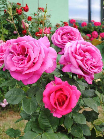 róża wielkokwiatowa PAROLE®