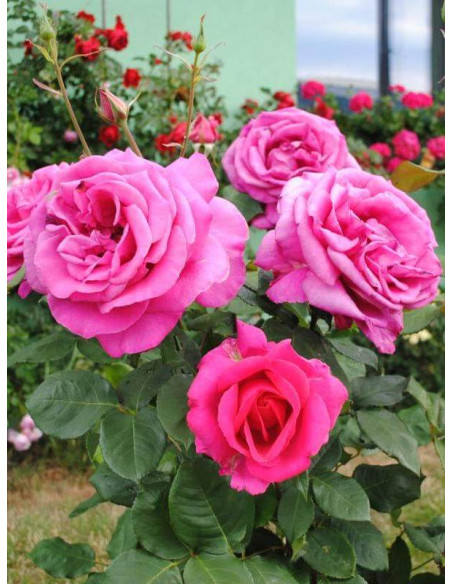 róża wielkokwiatowa PAROLE®