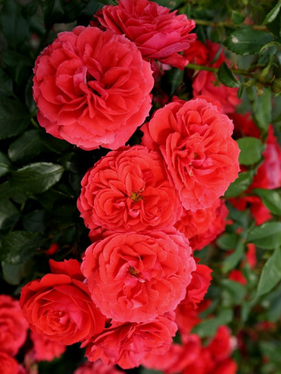 CHERRY GIRL róża rabatowa