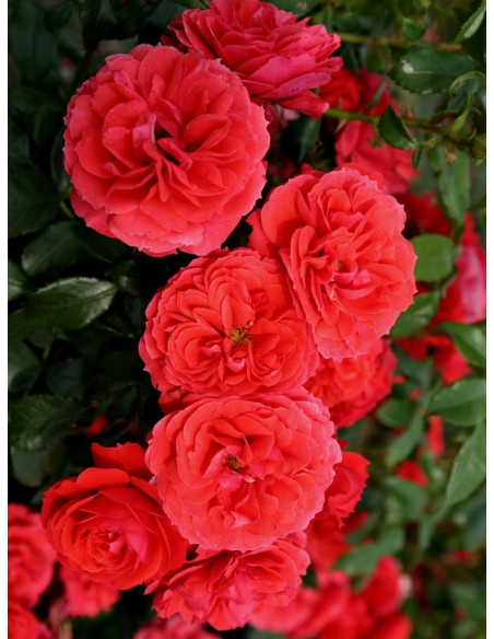 CHERRY GIRL róża rabatowa