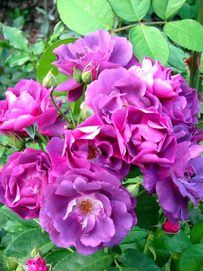 Rhapsody in Blue niebieskie roze