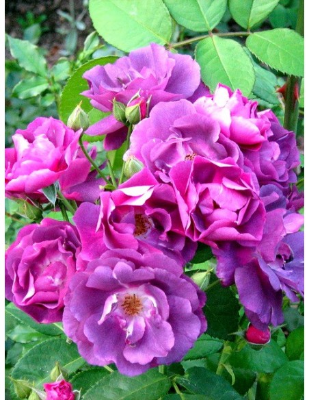 Rhapsody in Blue niebieskie roze