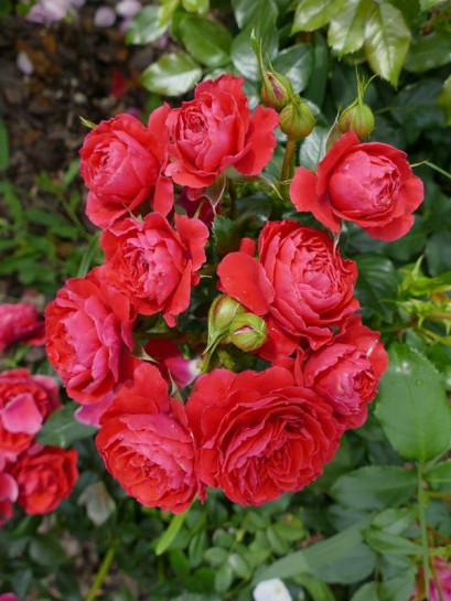 CHERRY GIRL® rabatowa róża