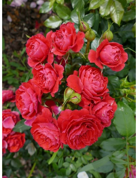 CHERRY GIRL® rabatowa róża