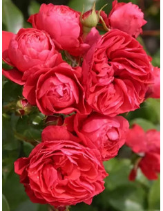 CHERRY GIRL® róża rabatowa 2