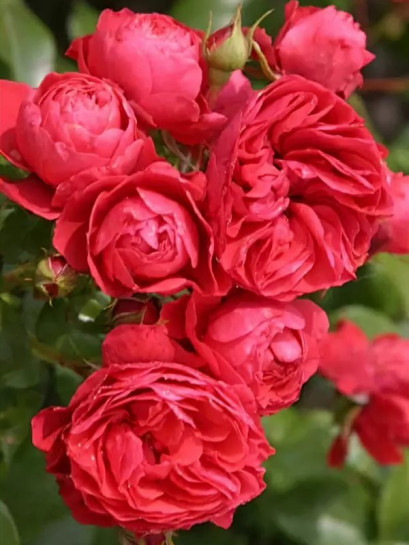 róża rabatowa CHERRY GIRL®