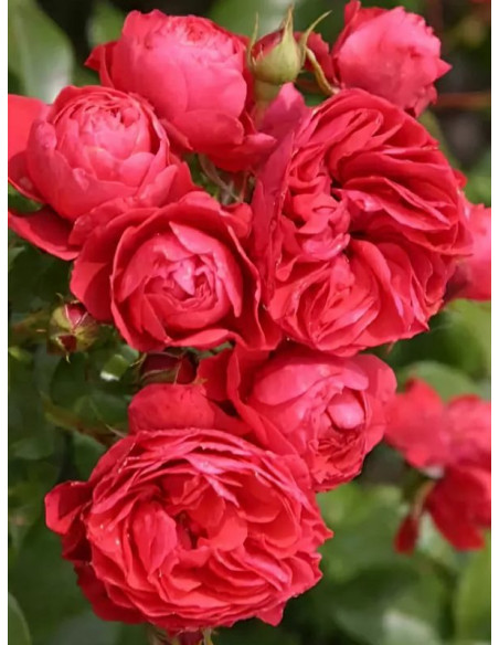 róża rabatowa CHERRY GIRL®