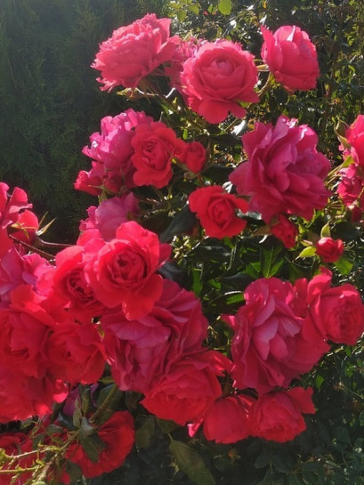 rabatowa róża CHERRY GIRL®