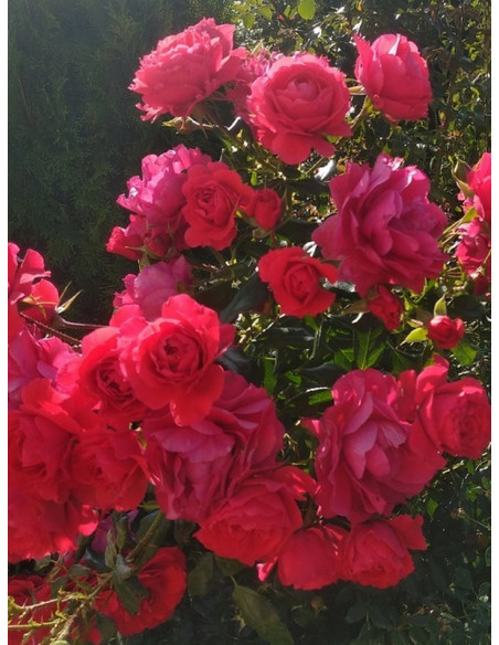 rabatowa róża CHERRY GIRL®