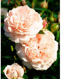 GARDEN OF ROSES róża rabatowa 2