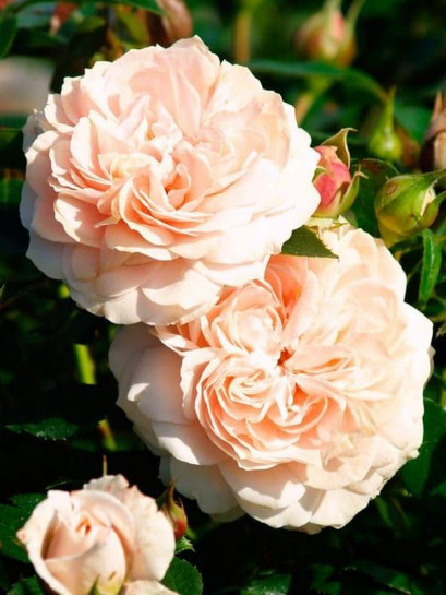 róża rabatowa GARDEN OF ROSES