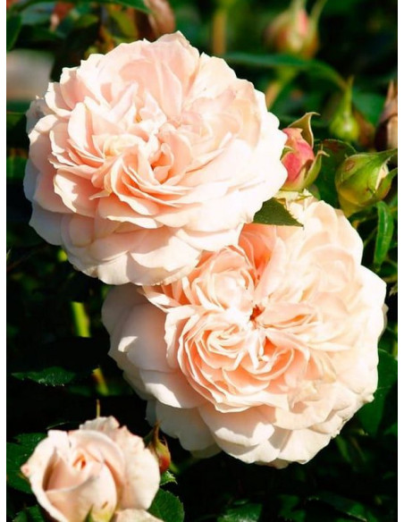 róża rabatowa GARDEN OF ROSES