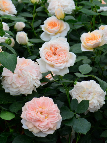 rabatowa róża GARDEN OF ROSES