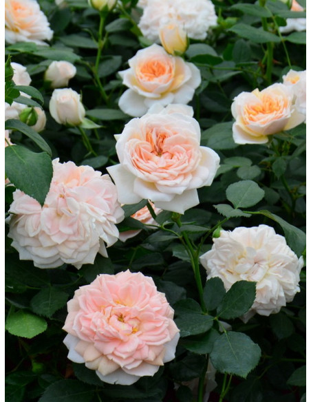 rabatowa róża GARDEN OF ROSES