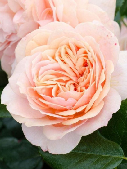 GARDEN OF ROSES róża rabatowa