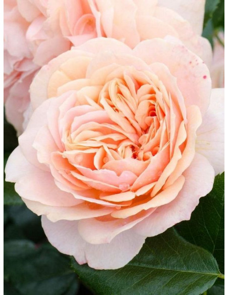 GARDEN OF ROSES róża rabatowa