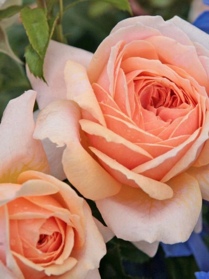 GARDEN OF ROSES rabatowa róża