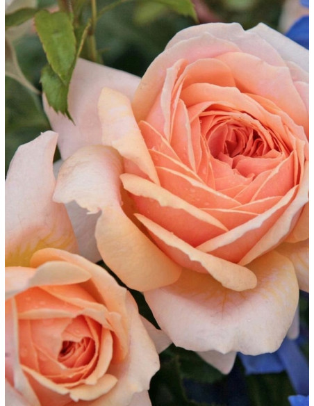 GARDEN OF ROSES rabatowa róża