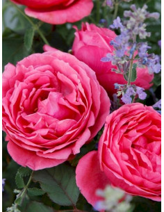 GARTENPRINZESSIN MARIE JOSE® róża rabatowa 2