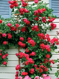 Blaze superior różę pnace czerwone