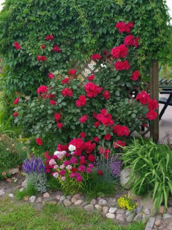 Blaze superior różę pnace czerwone 2