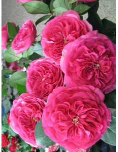 BARONESSE róża rabatowa