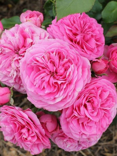 róża rabatowa BARONESSE